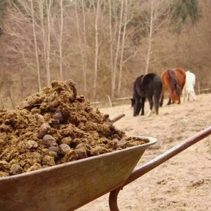 Конский навоз